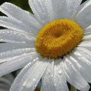 Meet your Posher, Suzanne